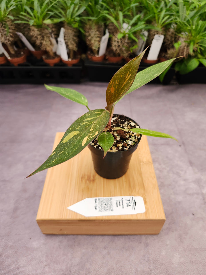 Philodendron Variegated Orange Princess (3in)-714