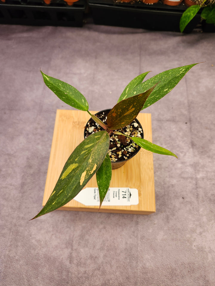 Philodendron Variegated Orange Princess (3in)-714