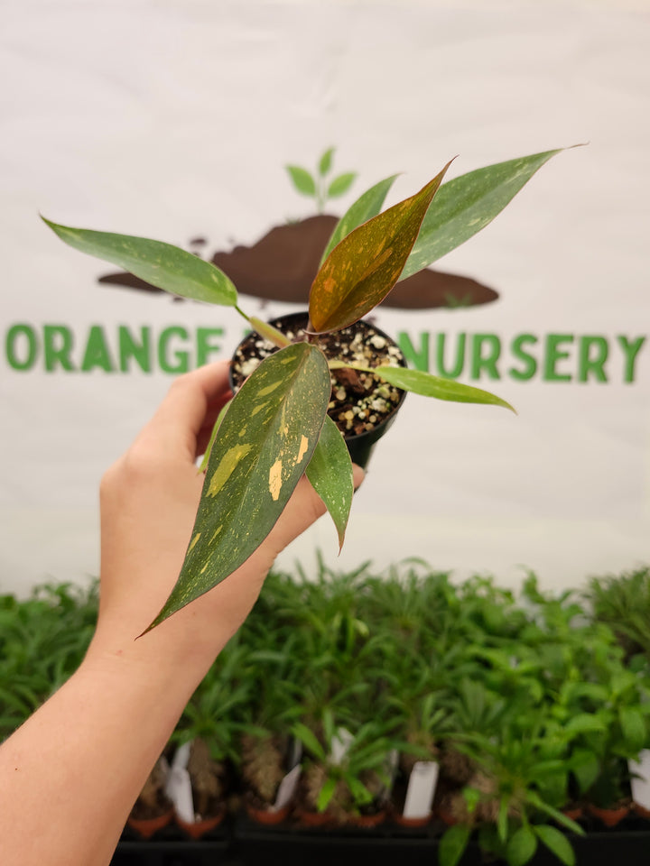 Philodendron Variegated Orange Princess (3in)-714