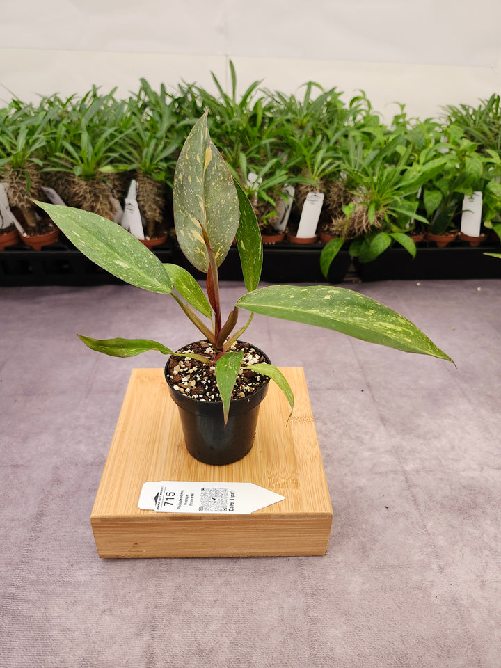 Philodendron Variegated Orange Princess (3in)-715