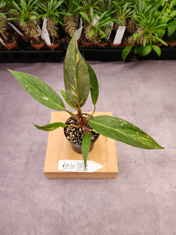 Philodendron Variegated Orange Princess (3in)-715