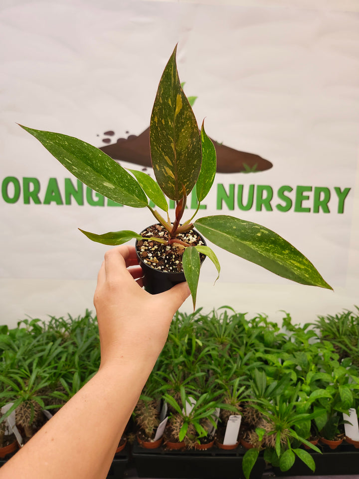 Philodendron Variegated Orange Princess (3in)-715