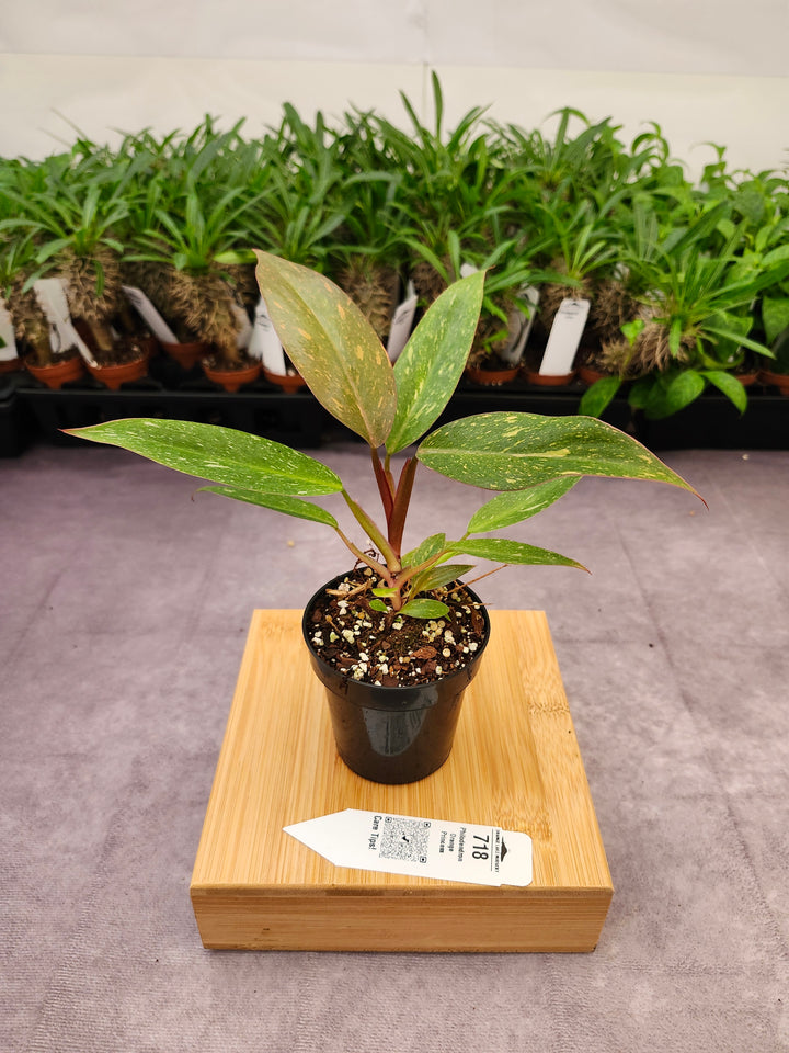Philodendron Variegated Orange Princess (3in)-718