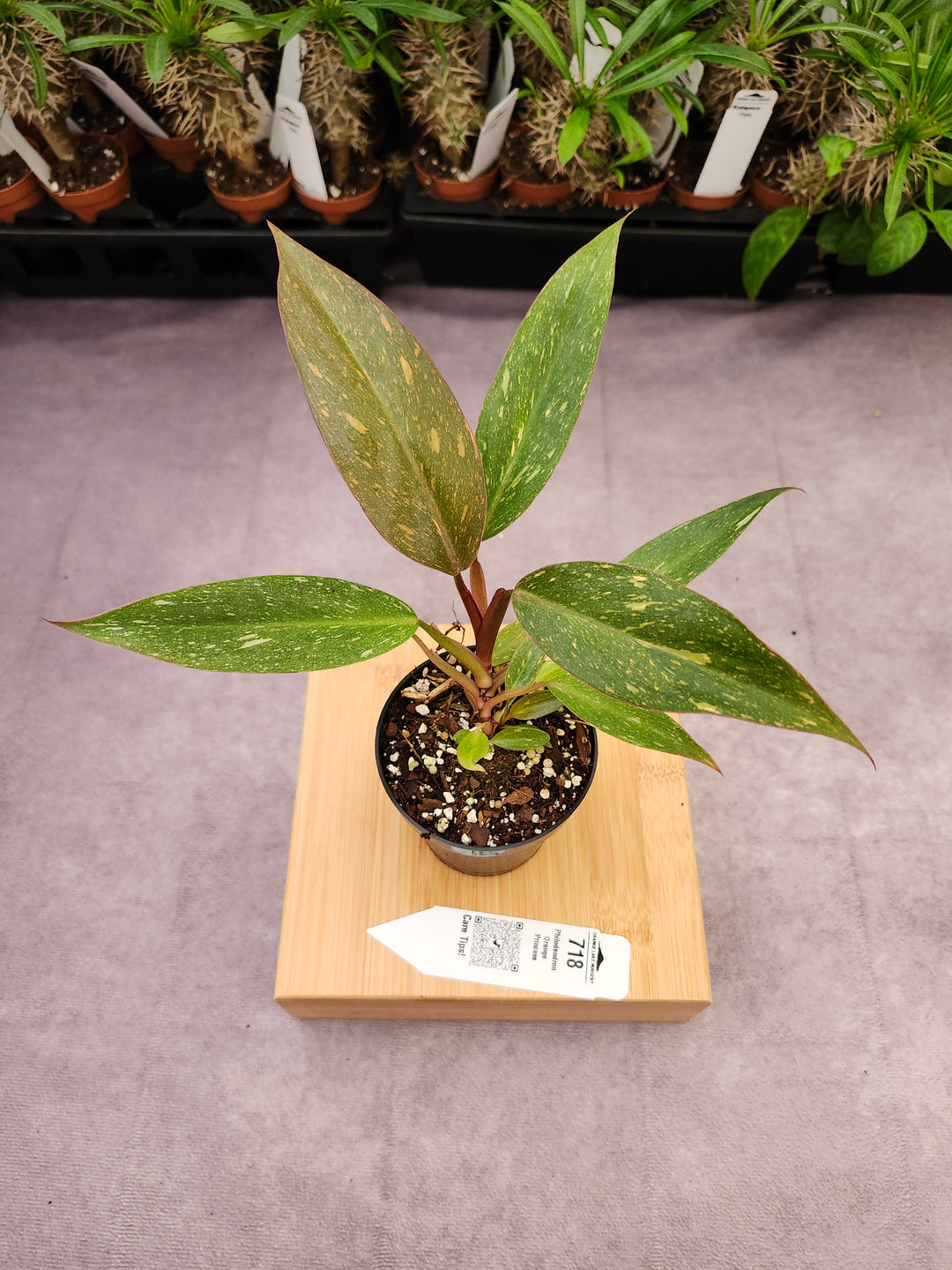 Philodendron Variegated Orange Princess (3in)-718