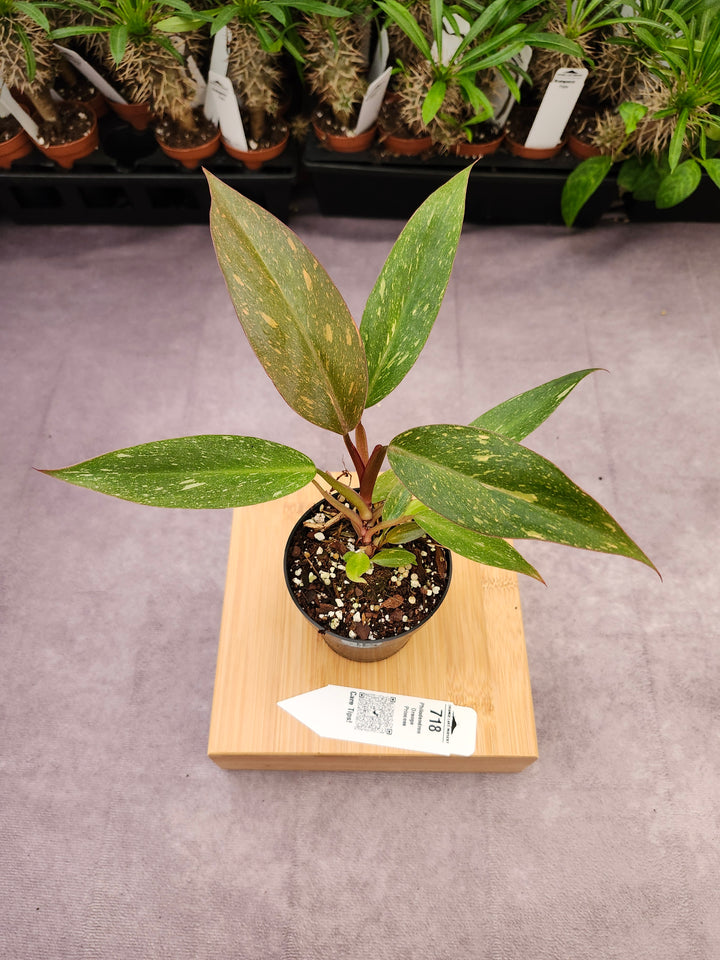 Philodendron Variegated Orange Princess (3in)-718