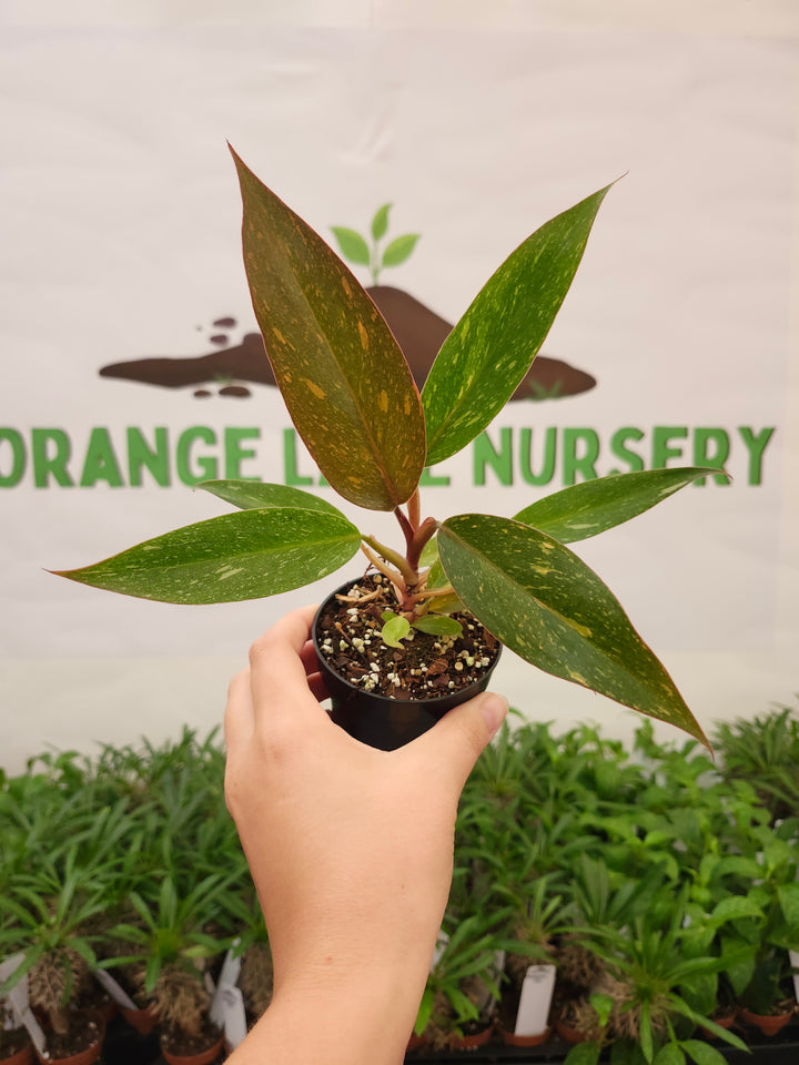 Philodendron Variegated Orange Princess (3in)-718