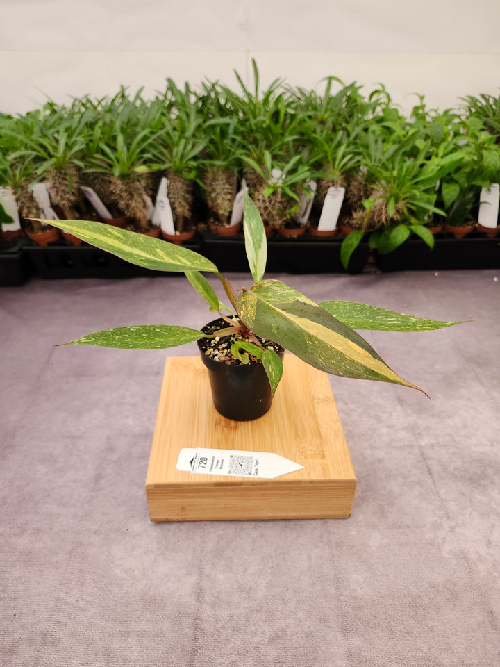Philodendron Variegated Orange Princess (3in)-720