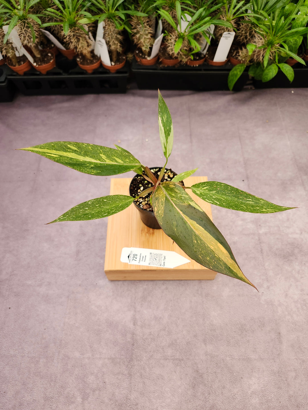 Philodendron Variegated Orange Princess (3in)-720