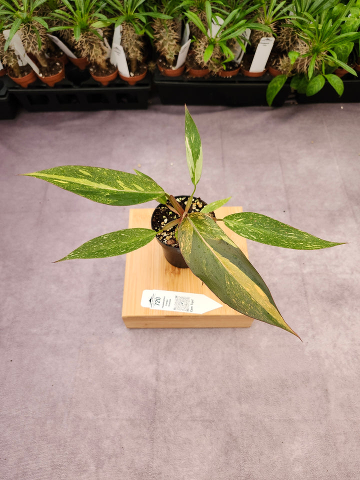 Philodendron Variegated Orange Princess (3in)-720