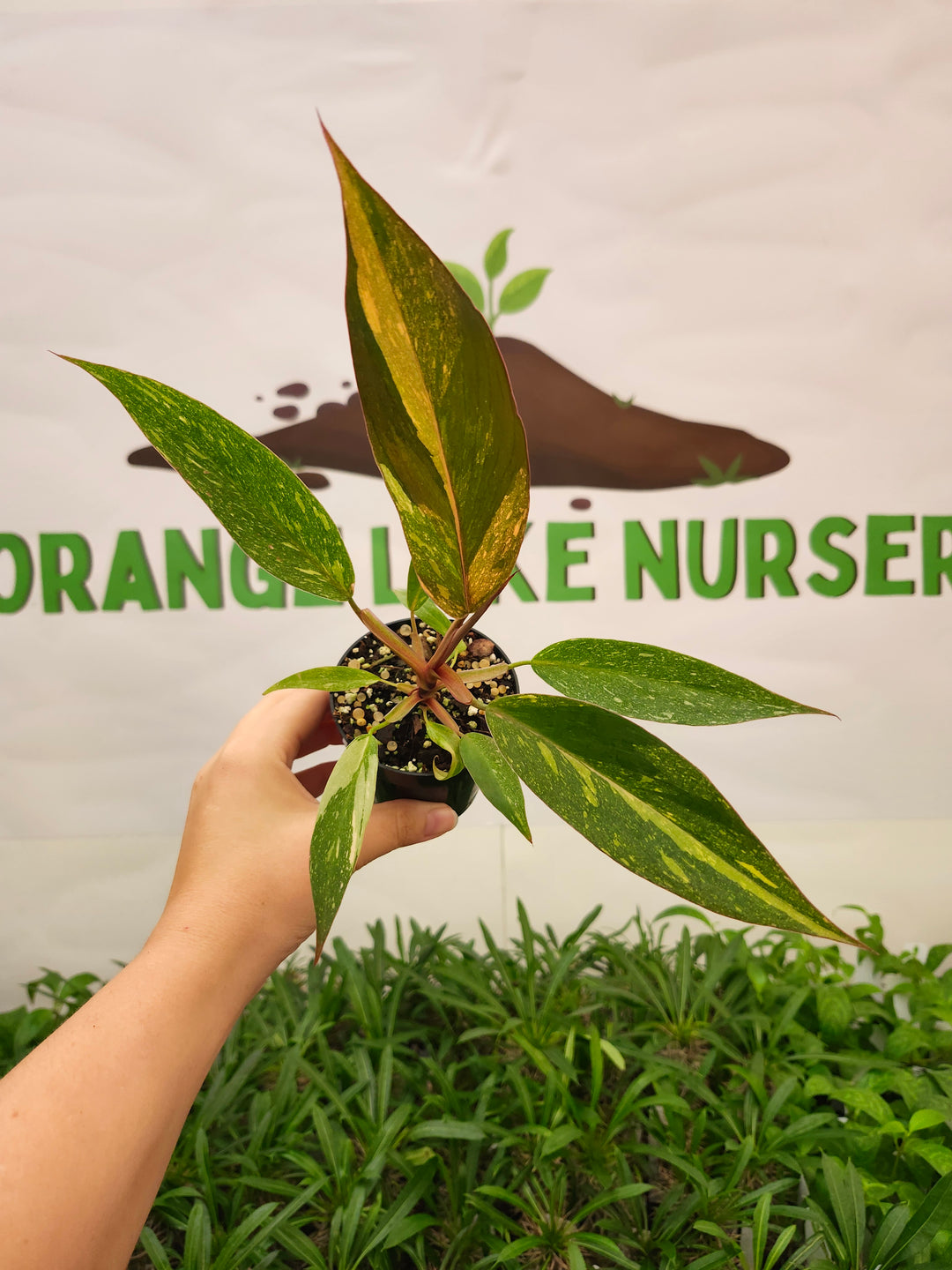 Philodendron Variegated Orange Princess (3in)-720