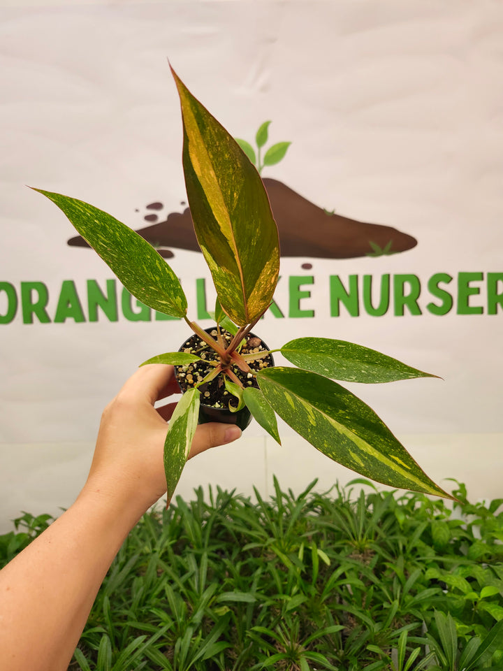Philodendron Variegated Orange Princess (3in)-720