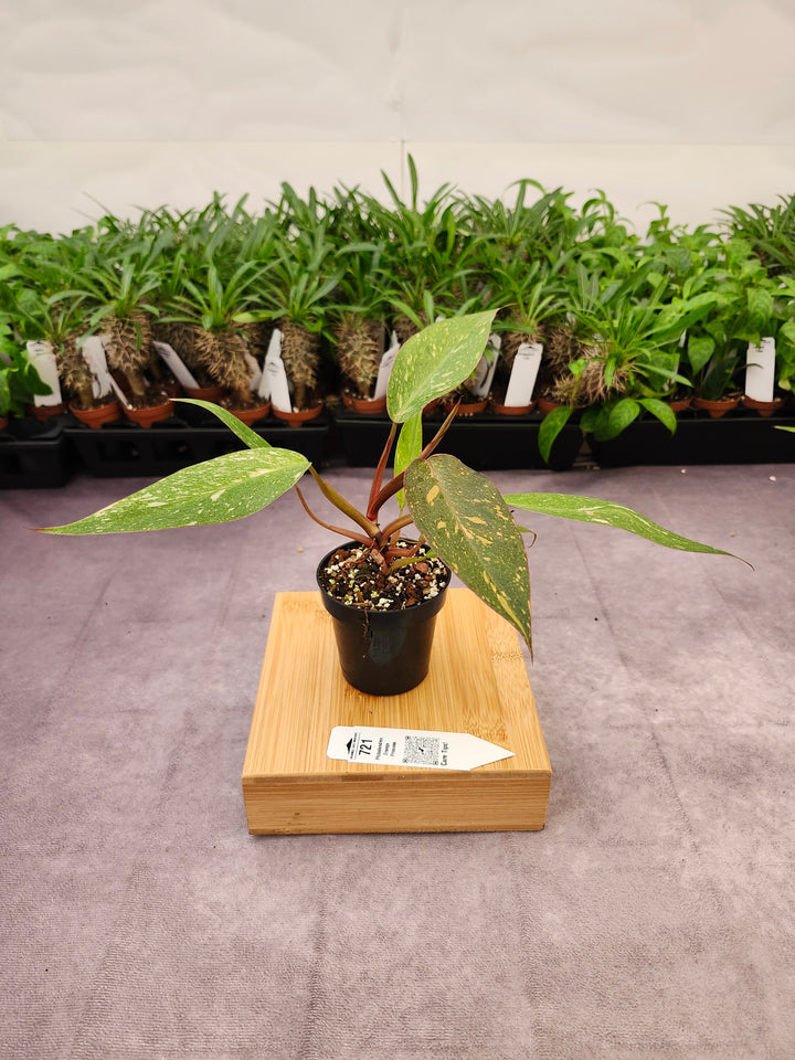 Philodendron Variegated Orange Princess (3in)-721
