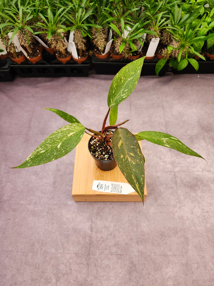 Philodendron Variegated Orange Princess (3in)-721