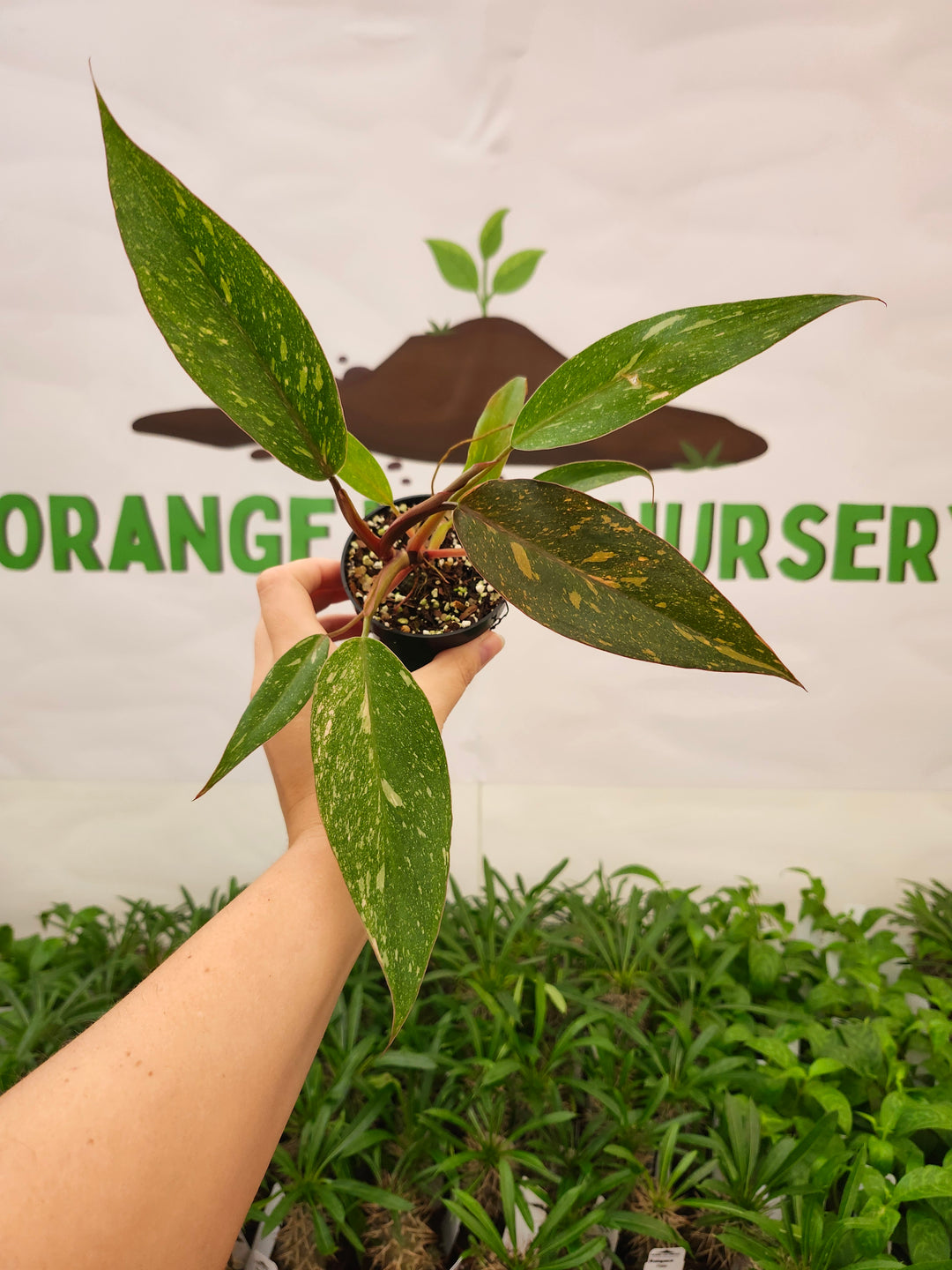 Philodendron Variegated Orange Princess (3in)-721