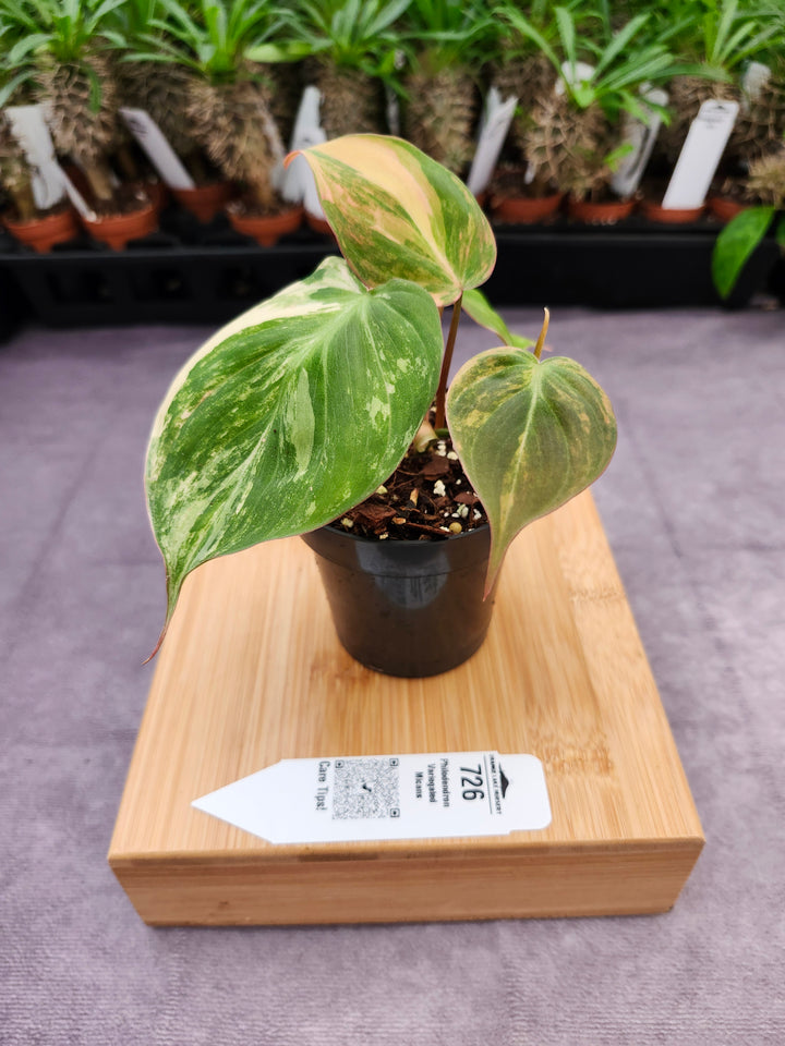 Philodendron Variegated Micans (3in)- 726