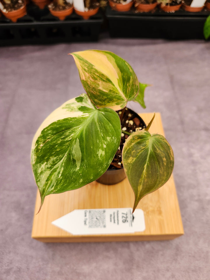 Philodendron Variegated Micans (3in)- 726
