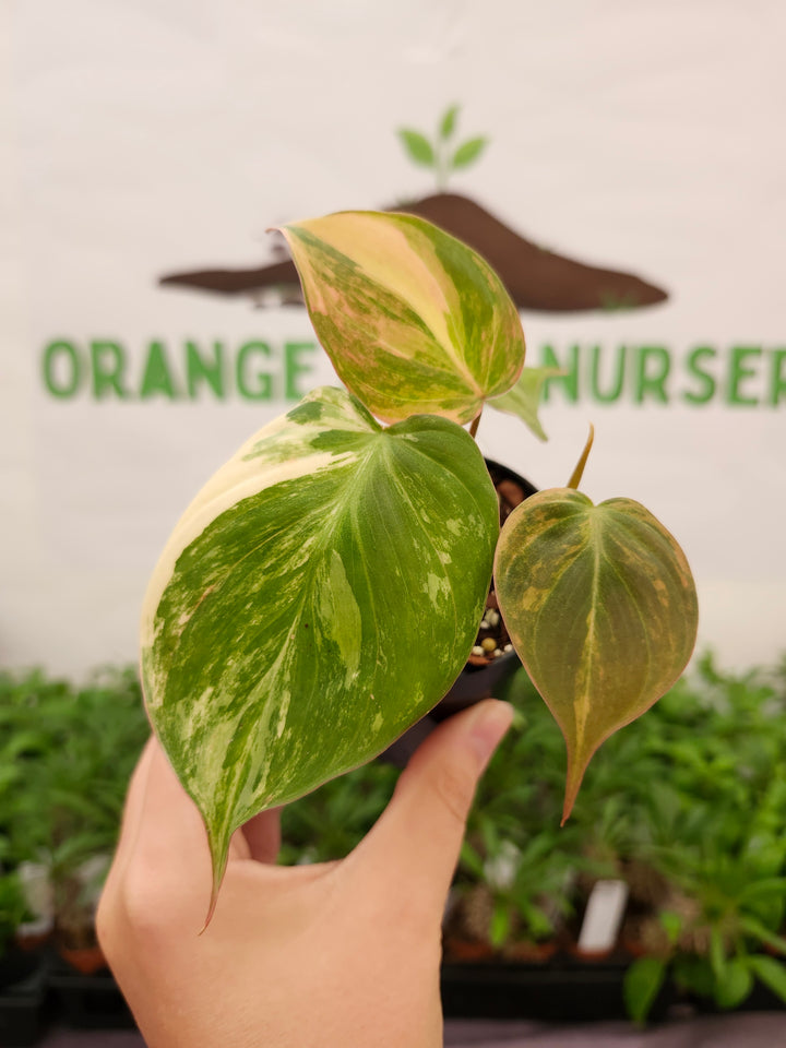 Philodendron Variegated Micans (3in)- 726