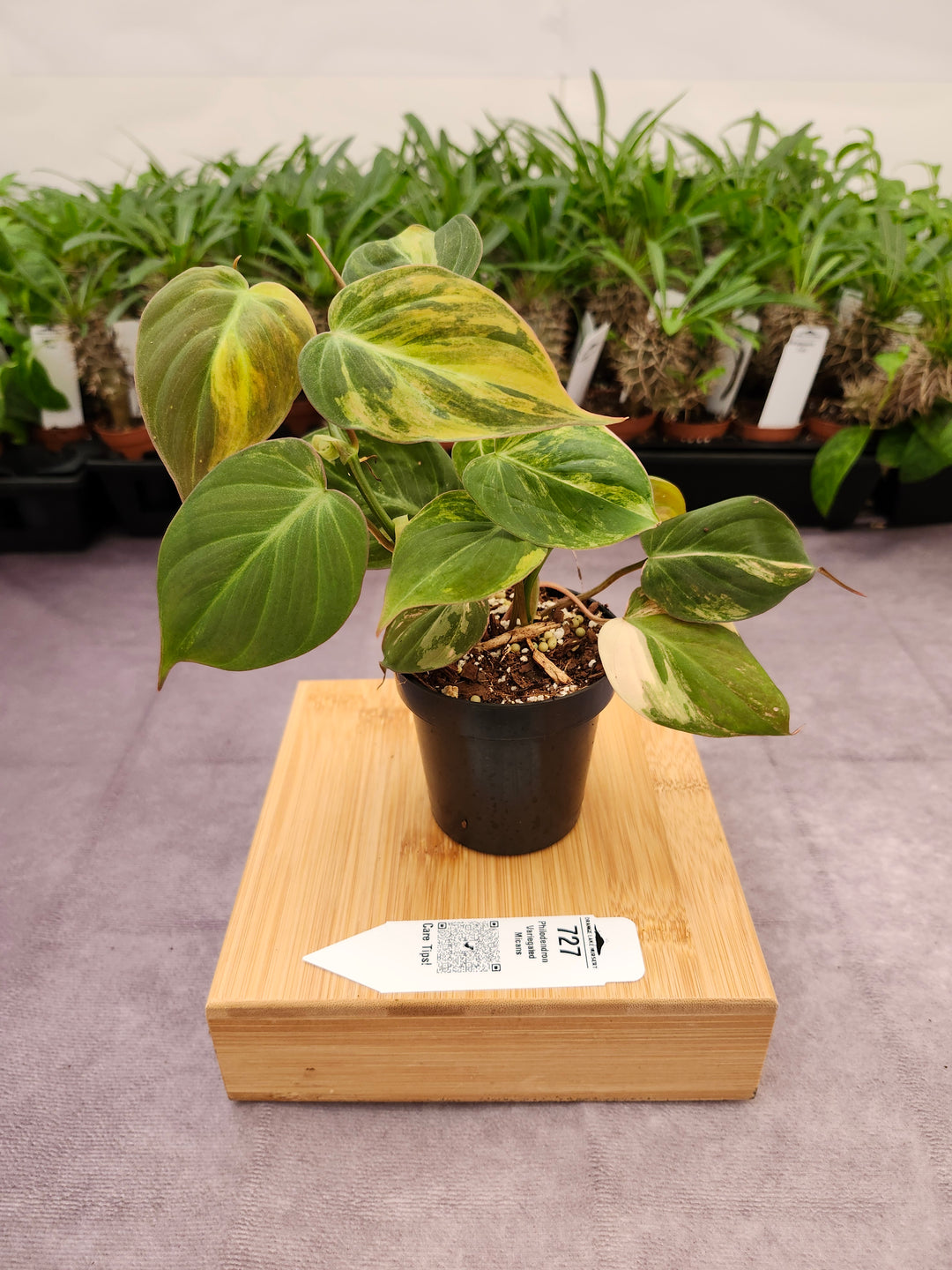 Philodendron Variegated Micans (3in)- 727