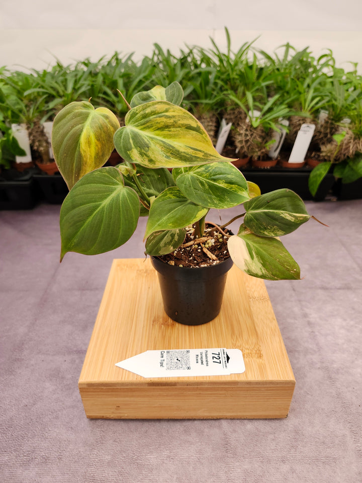 Philodendron Variegated Micans (3in)- 727