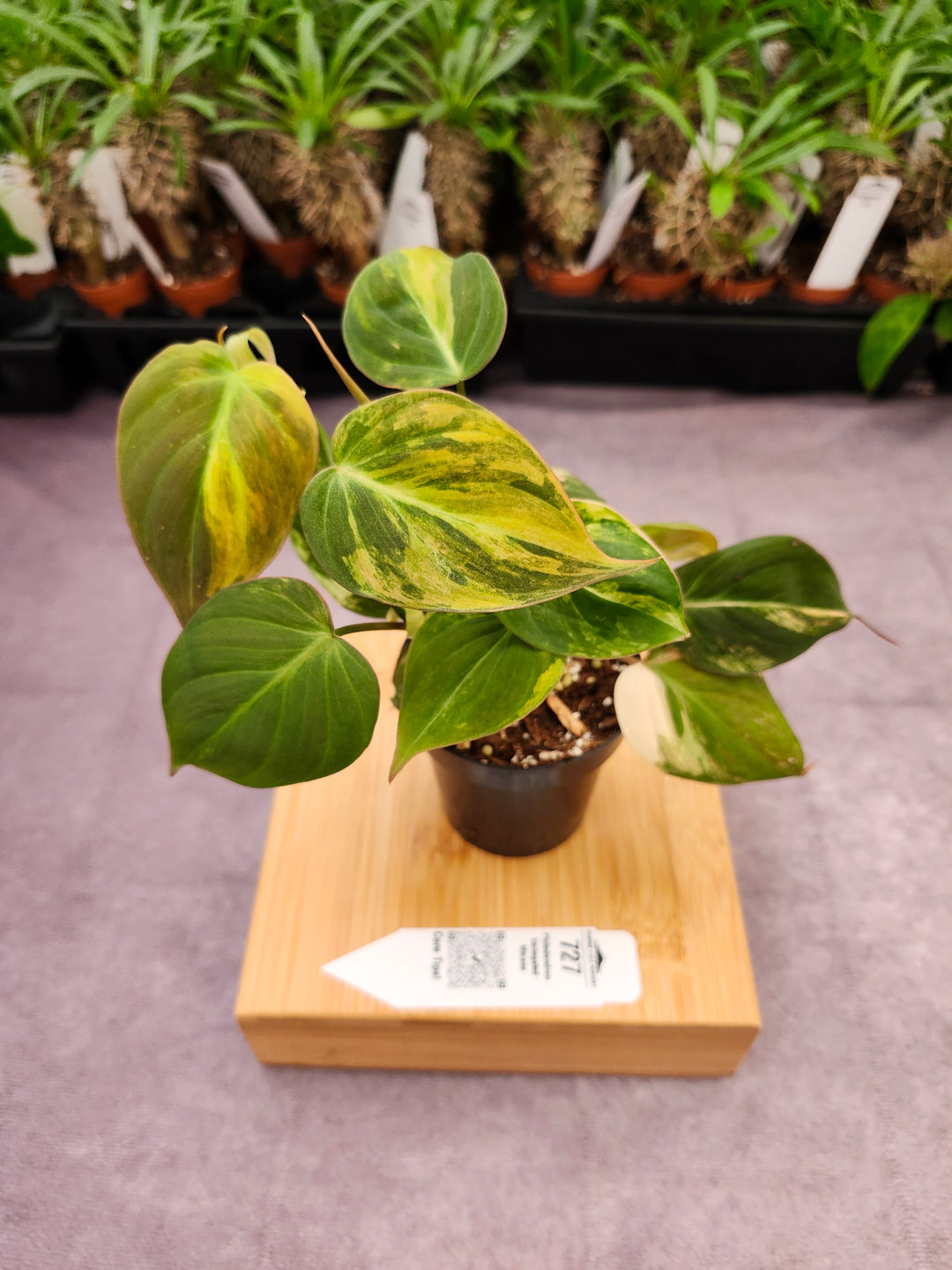Philodendron Variegated Micans (3in)- 727