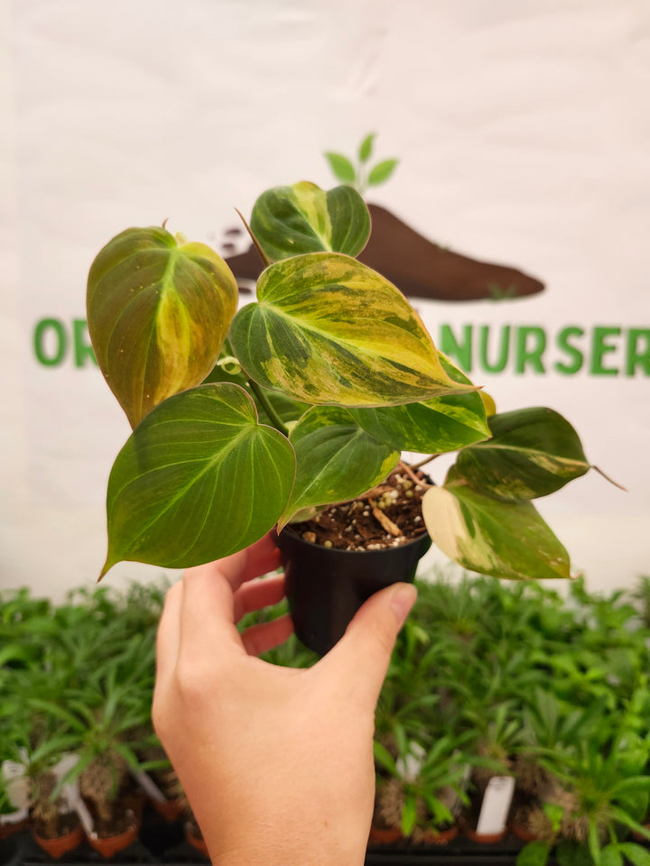 Philodendron Variegated Micans (3in)- 727