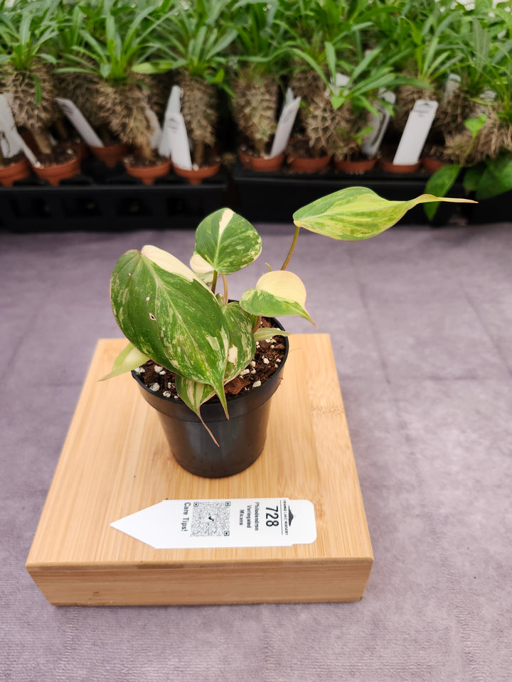 Philodendron Variegated Micans (3in)- 728