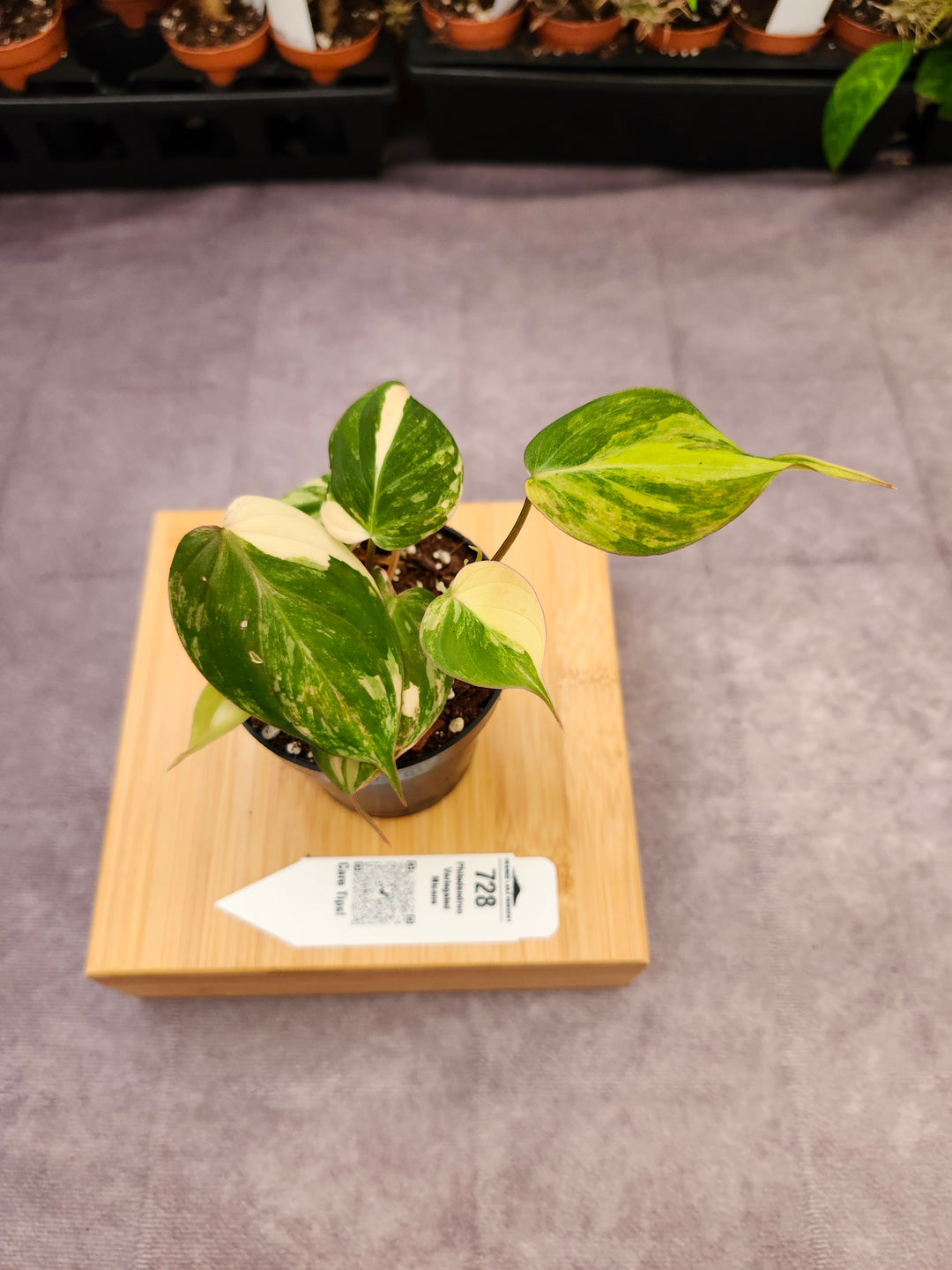 Philodendron Variegated Micans (3in)- 728
