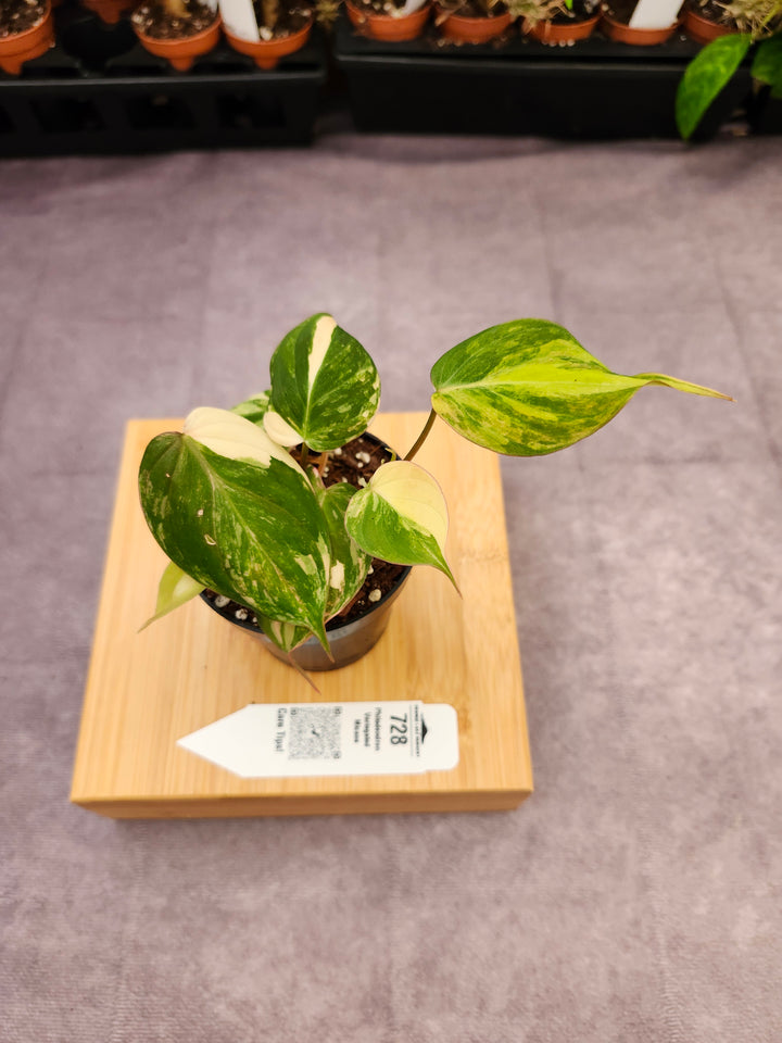 Philodendron Variegated Micans (3in)- 728