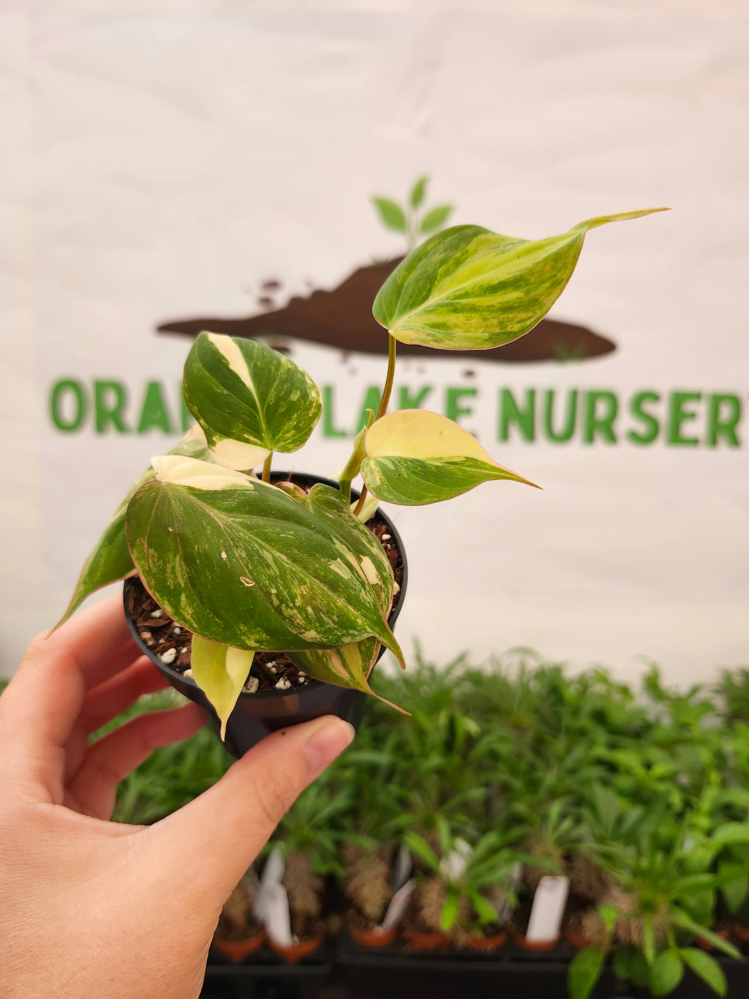 Philodendron Variegated Micans (3in)- 728