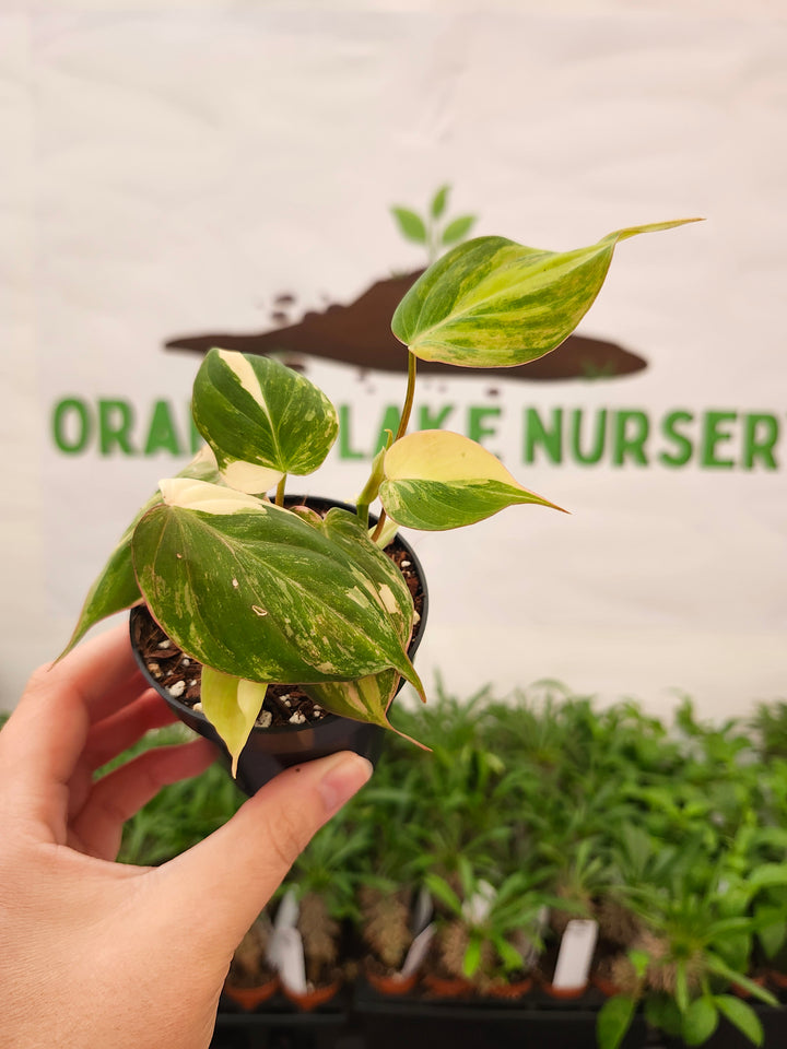 Philodendron Variegated Micans (3in)- 728
