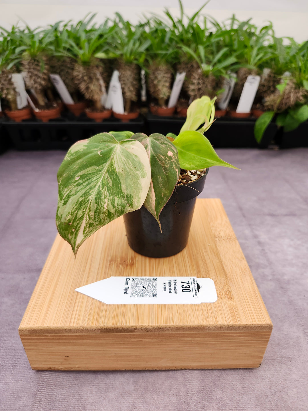 Philodendron Variegated Micans (3in)- 730