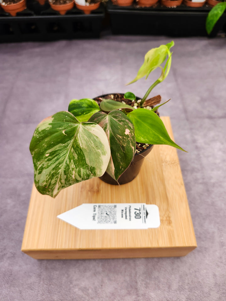 Philodendron Variegated Micans (3in)- 730
