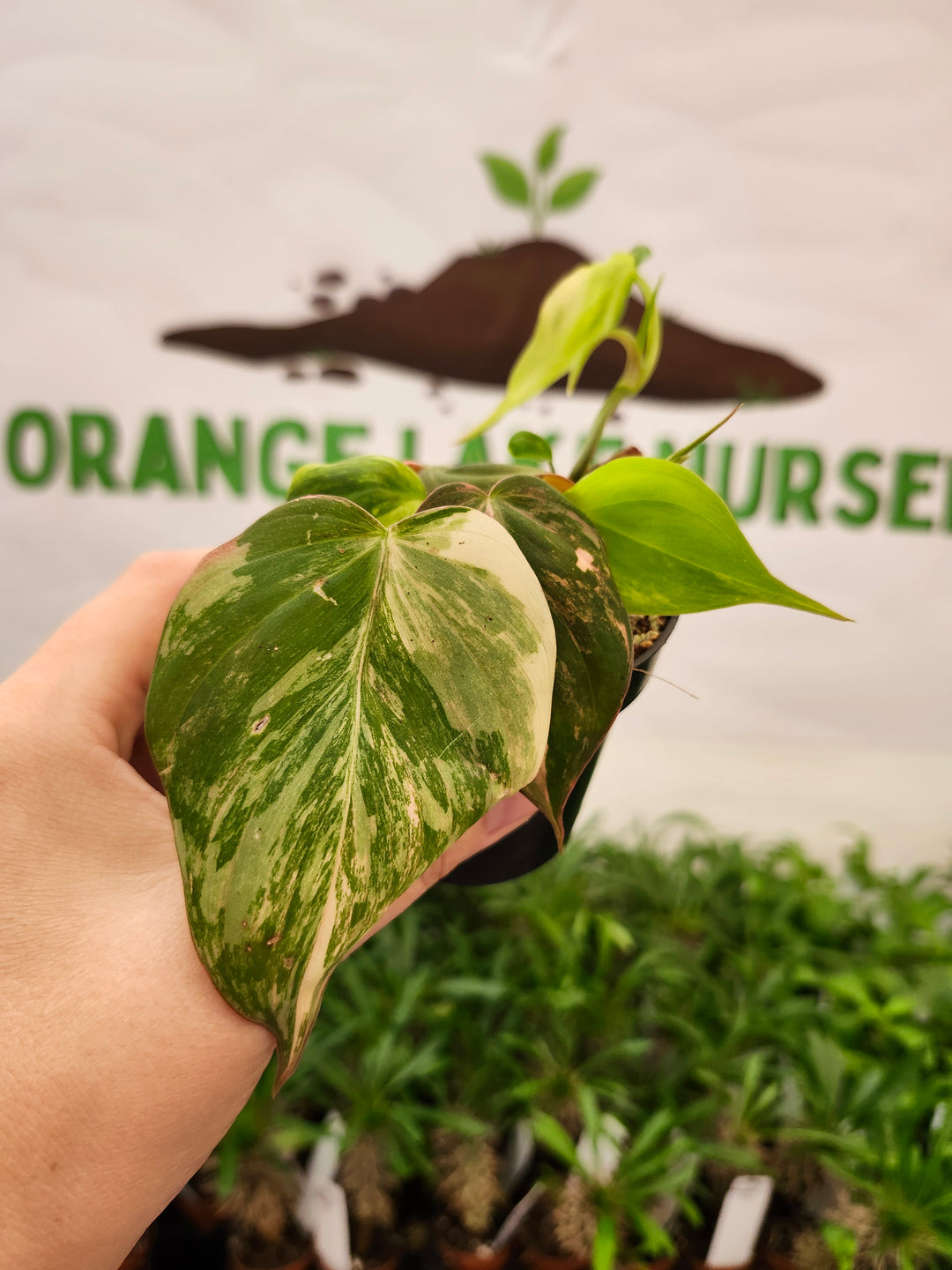 Philodendron Variegated Micans (3in)- 730