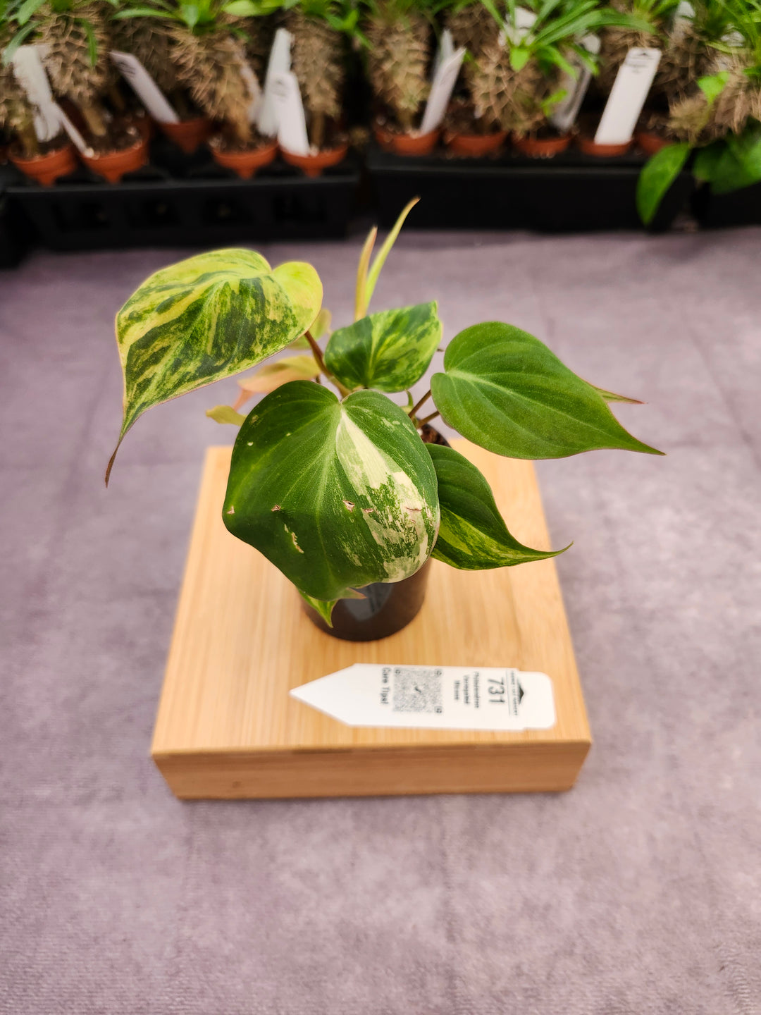 Philodendron Variegated Micans (3in)- 731