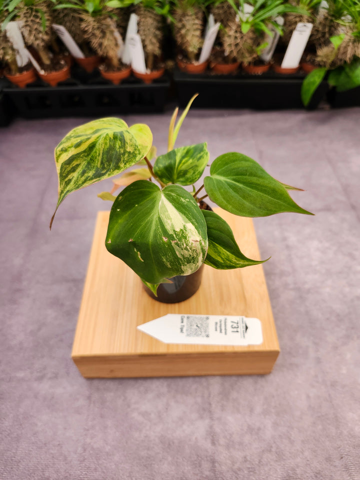 Philodendron Variegated Micans (3in)- 731