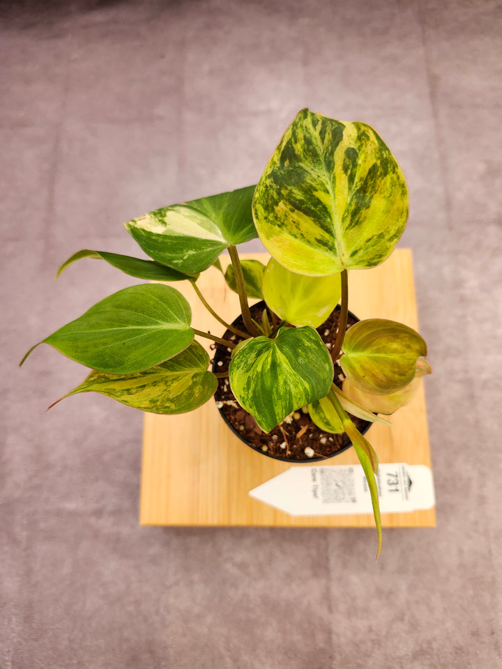 Philodendron Variegated Micans (3in)- 731