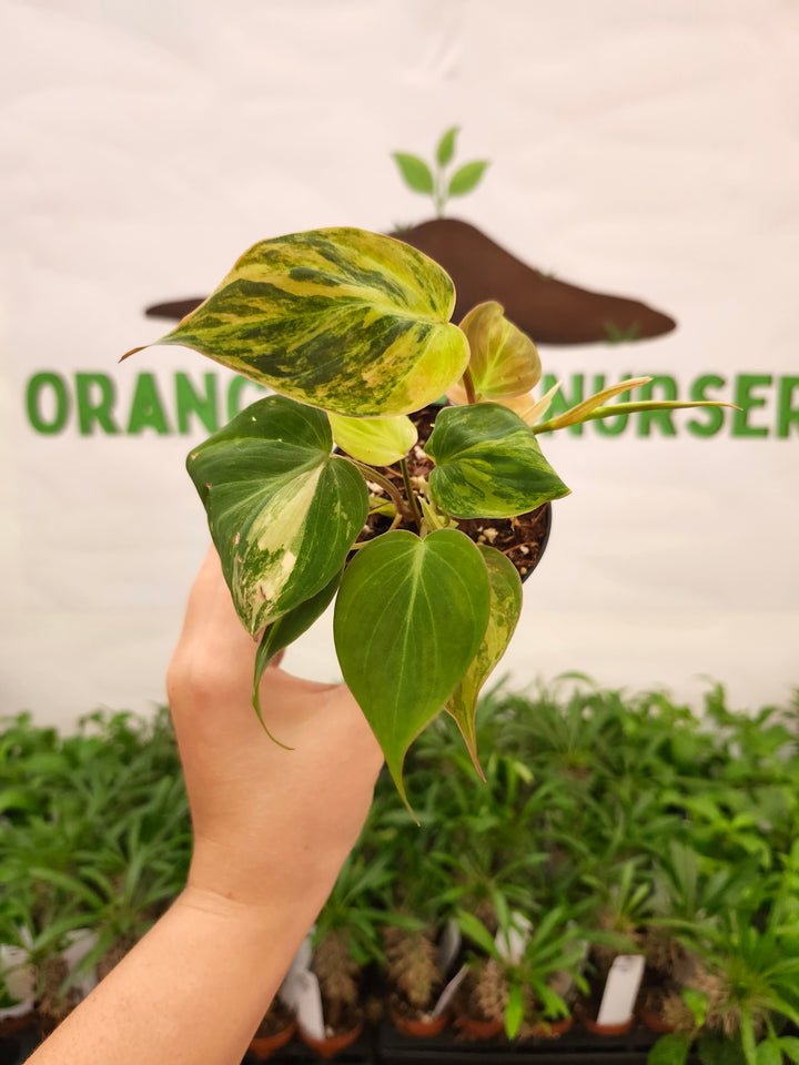 Philodendron Variegated Micans (3in)- 731