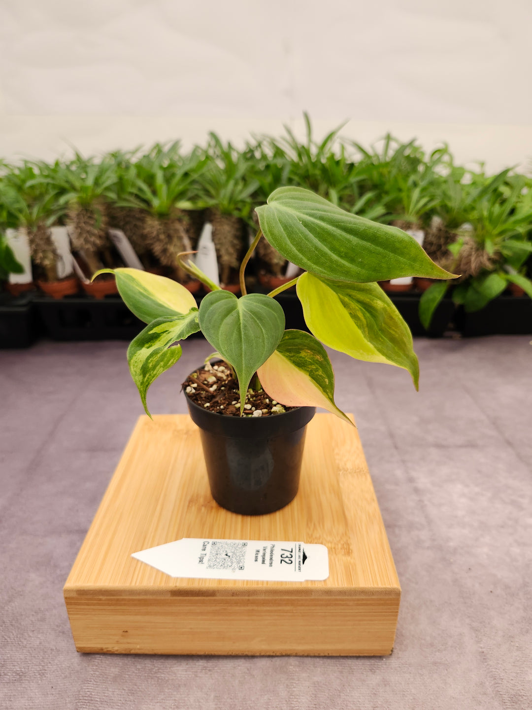 Philodendron Variegated Micans (3in)- 732