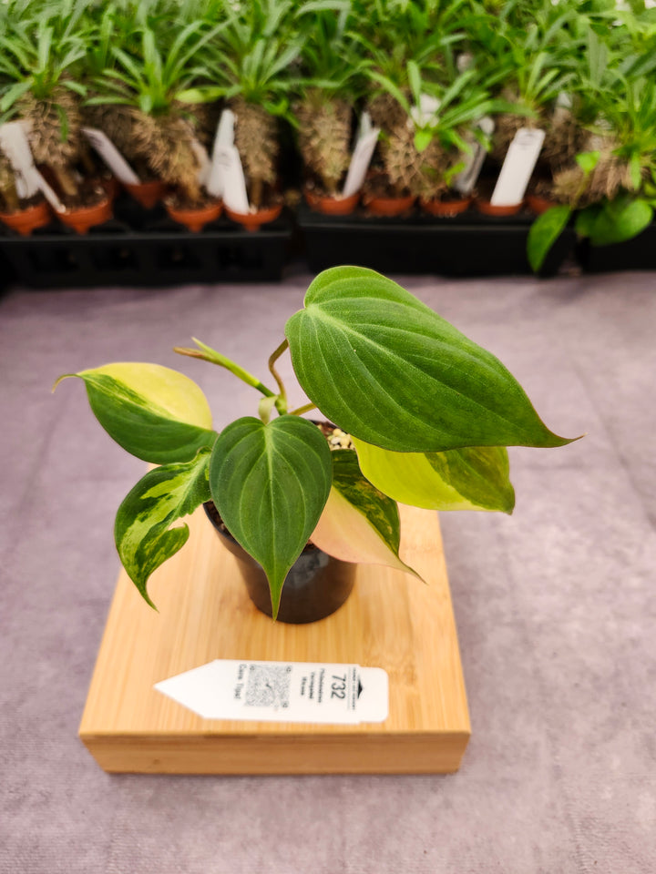 Philodendron Variegated Micans (3in)- 732