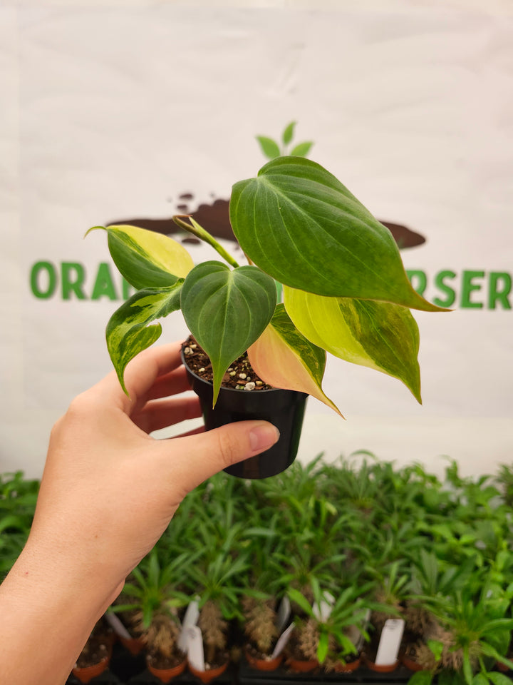 Philodendron Variegated Micans (3in)- 732