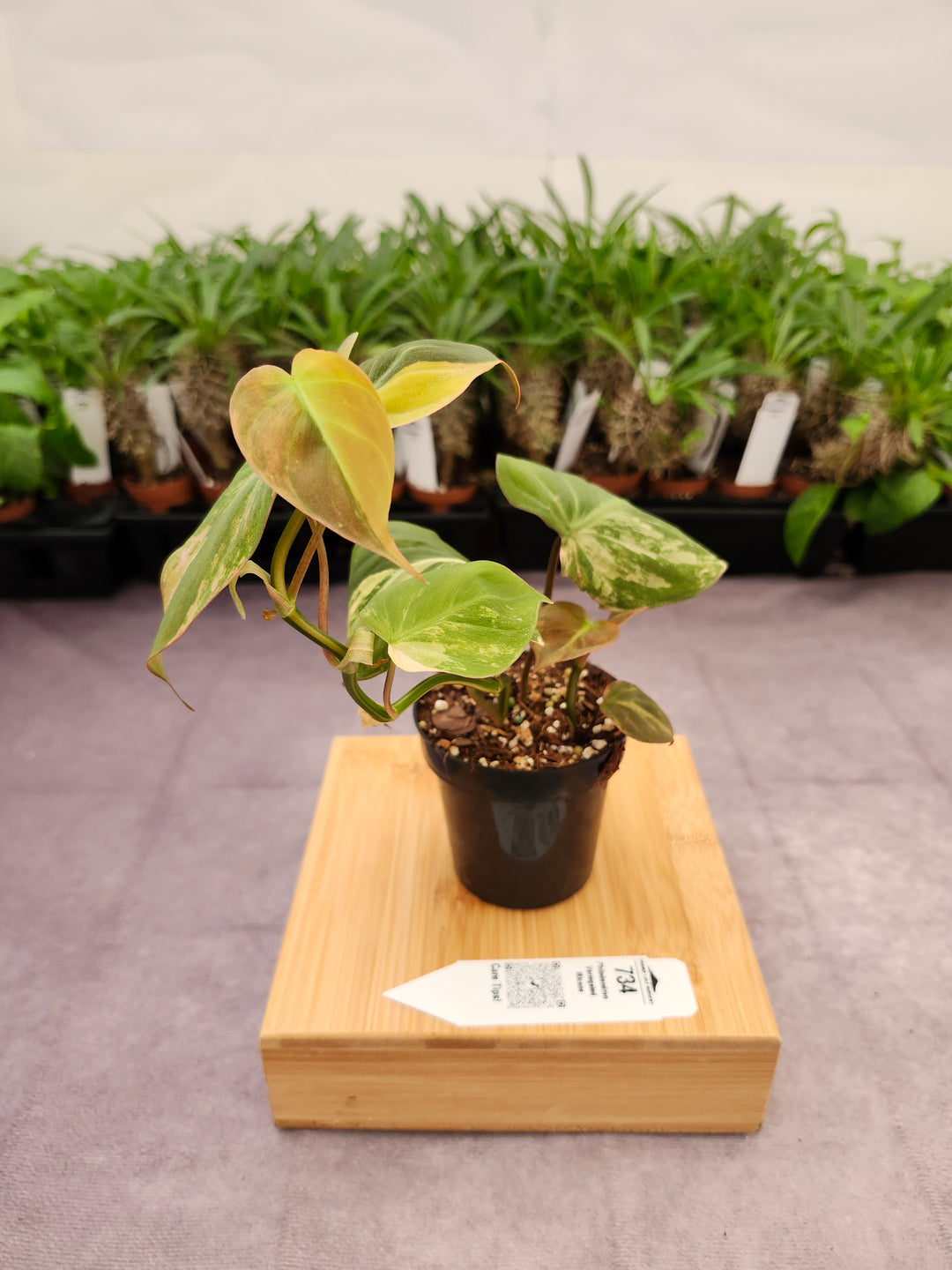 Philodendron Variegated Micans (3in)- 734