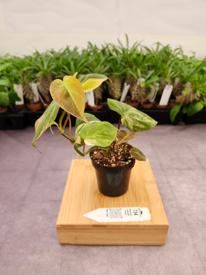 Philodendron Variegated Micans (3in)- 734