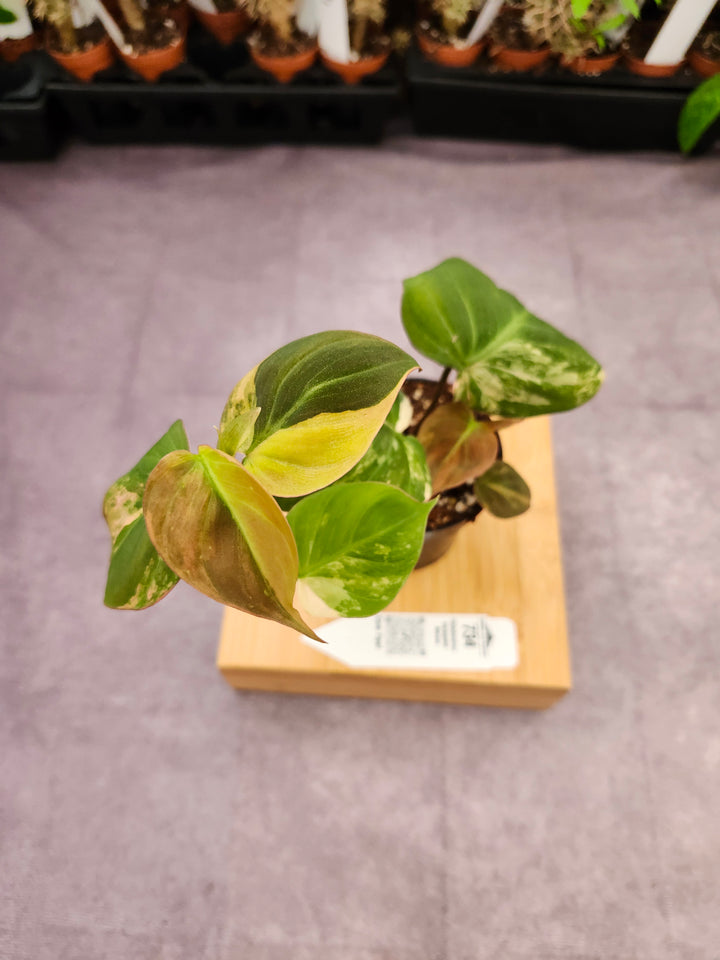 Philodendron Variegated Micans (3in)- 734