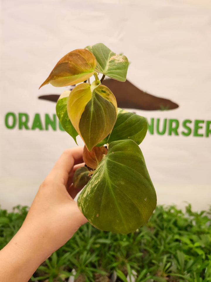 Philodendron Variegated Micans (3in)- 734