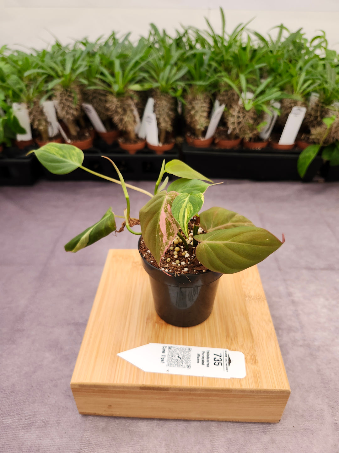 Philodendron Variegated Micans (3in)- 735