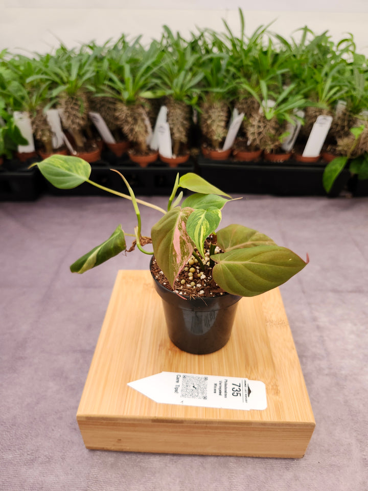 Philodendron Variegated Micans (3in)- 735