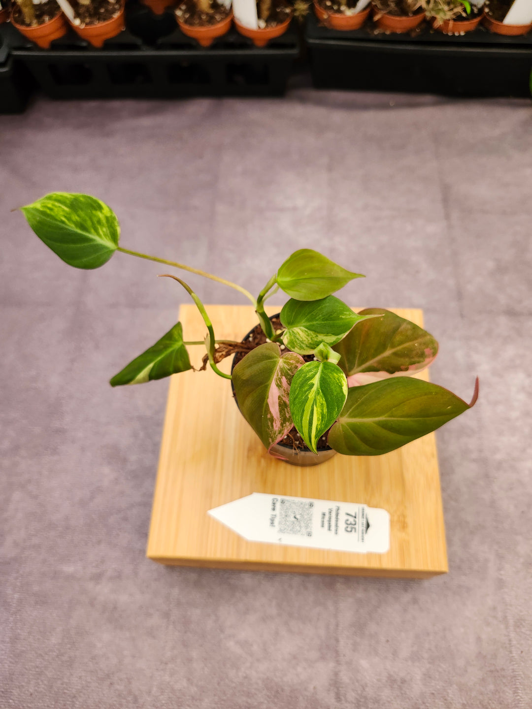 Philodendron Variegated Micans (3in)- 735