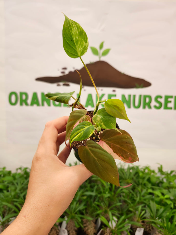 Philodendron Variegated Micans (3in)- 735