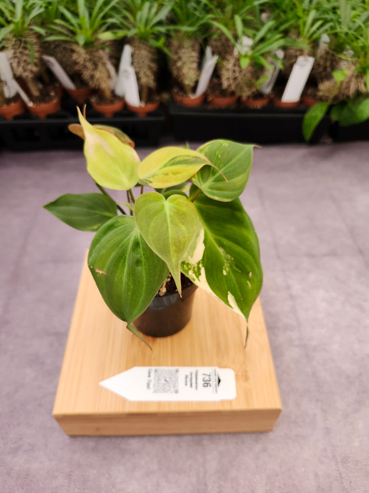 Philodendron Variegated Micans (3in)- 736