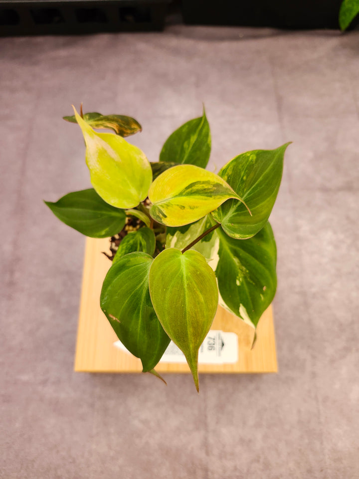 Philodendron Variegated Micans (3in)- 736